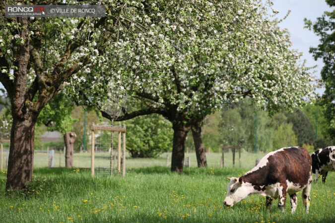 2014 - arbres remarquables