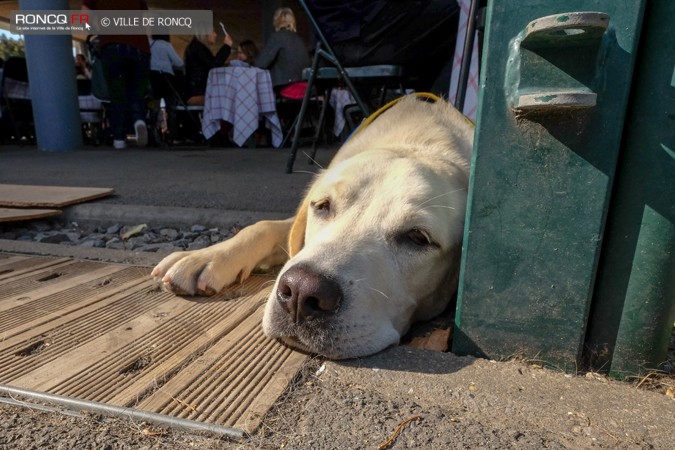 2018 - Chiens portes 2018