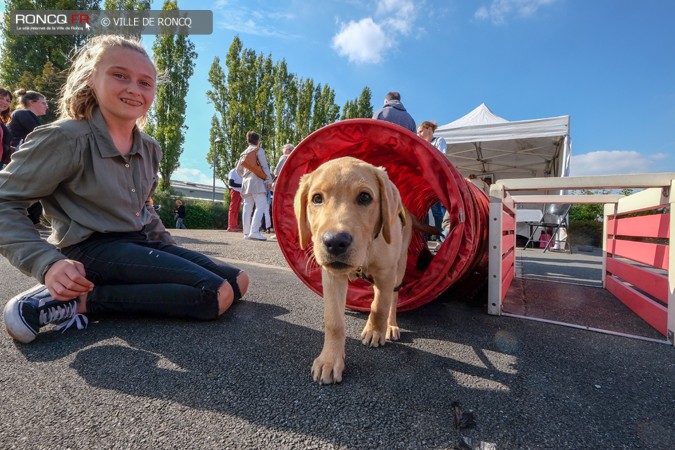 2018 - Chiens portes 2018