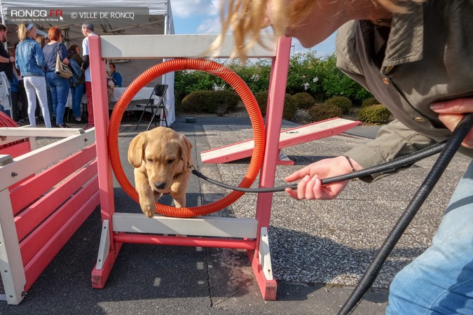 2018 - Chiens portes 2018