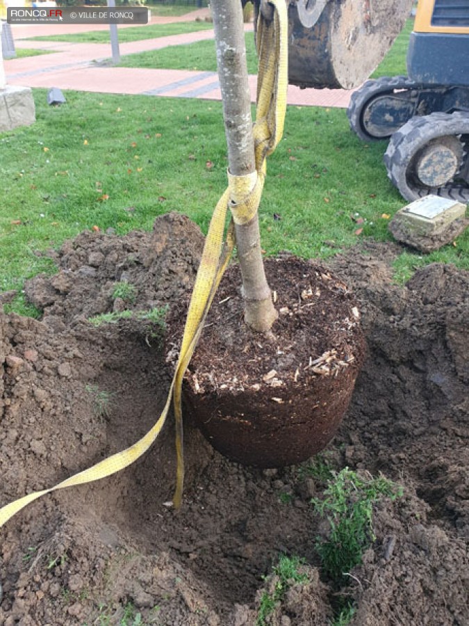 2020 - plantation arbre laicite